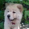 dresaj canin Timisoara