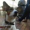 dresaj canin Timisoara