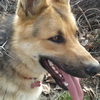 dresaj canin Timisoara