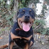 dresaj canin Timisoara