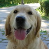 dresaj canin Timisoara