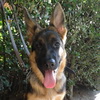dresaj canin Timisoara