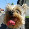 dresaj canin Timisoara