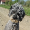 dresaj canin Timisoara