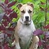 dresaj canin Timisoara