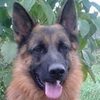 dresaj canin Timisoara