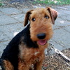 dresaj canin Timisoara