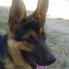 dresaj canin Timisoara