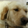 dresaj canin Timisoara