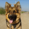 dresaj canin Timisoara