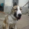 dresaj canin Timisoara