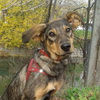 dresaj canin Timisoara