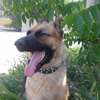 dresaj canin Timisoara
