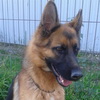 dresaj canin Timisoara