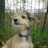 dresaj canin Timisoara