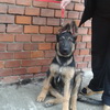dresaj canin Timisoara