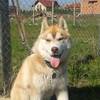 dresaj canin Timisoara