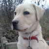 dresaj canin Timisoara