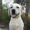 dresaj canin Timisoara