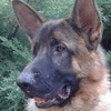 dresaj canin Timisoara