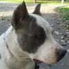 dresaj canin Timisoara