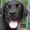 dresaj canin Timisoara